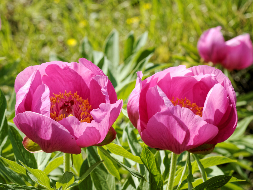 Give-away: Grusskarte